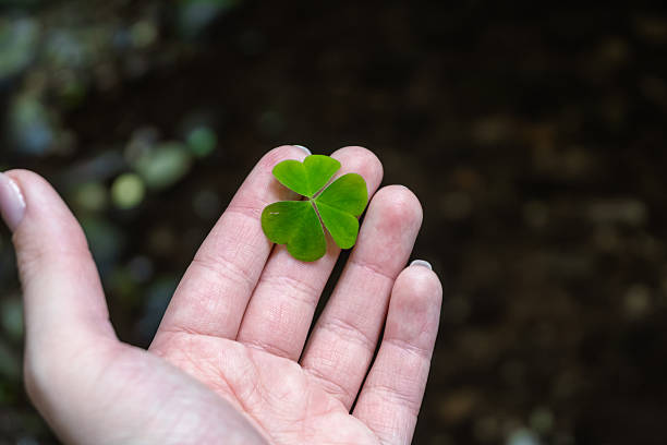 istock A person is gently holding a vibrant four leaf clover in their hand 2226511404