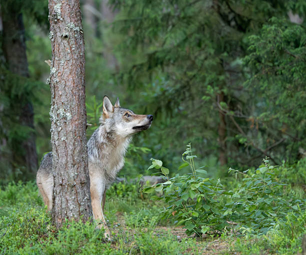 The carnivorous Dire Wolf lived in North and South America during the Pleistocene and Holocene Periods.