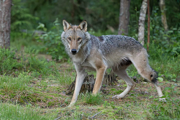 istock A young, wild Grey Wolf, Canis lupus: Finland 2226511556