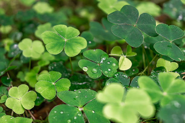 istock Vibrant fourleaf clovers can be seen growing in the grass Killarney, Ireland 2226512118