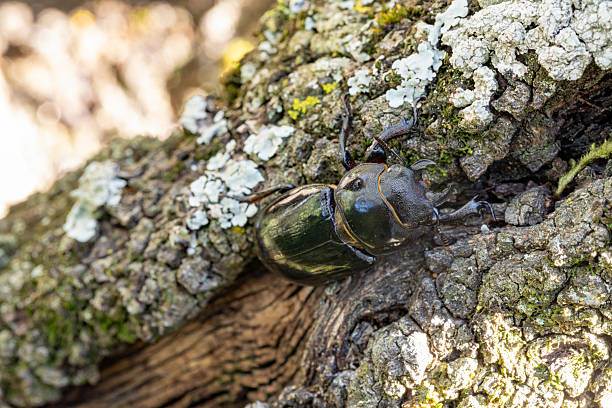 European stag beetle in forest, near Barcelona, Pyrenees forest with oak trees.