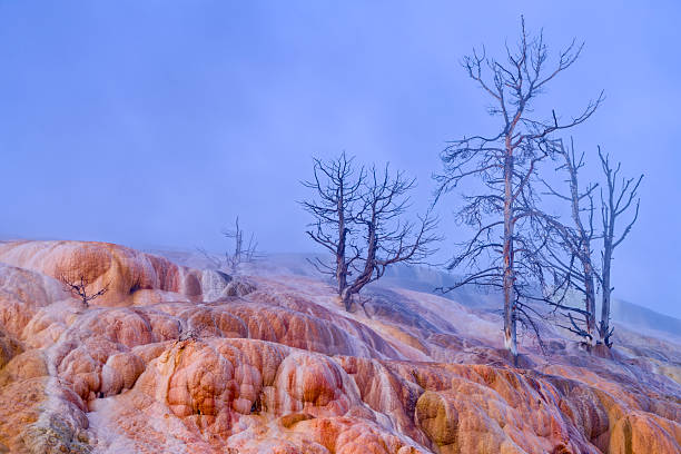 Mammoth Hot Springs feature in Yellowstone National Park