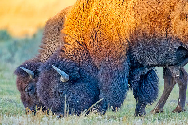 istock Yellowstone National Park in Wyoming 2226517045
