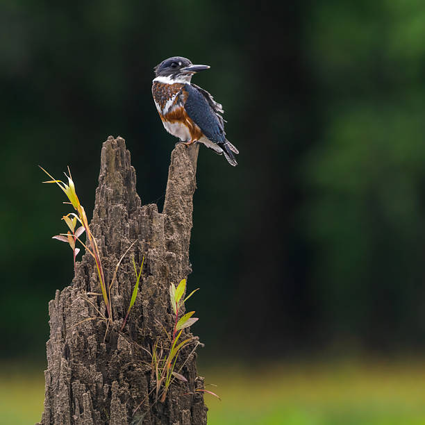 A belted Kingfisher perched on an old stump above the water. Blurred green background. Taken from a kayak in Scappoose Bay. This part of the Willamette River is near Portland, Oregon.