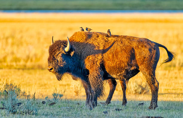istock Yellowstone National Park in Wyoming 2226517770