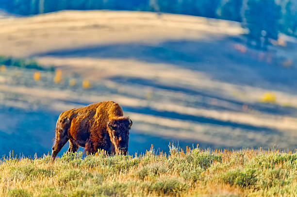 istock Yellowstone National Park in Wyoming 2226517773