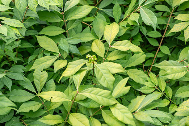 istock Green leaves of tree in summer 2226518132