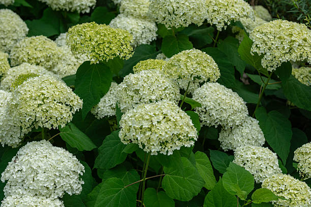 istock Large hydrangea flower heads in the garden 2226518468