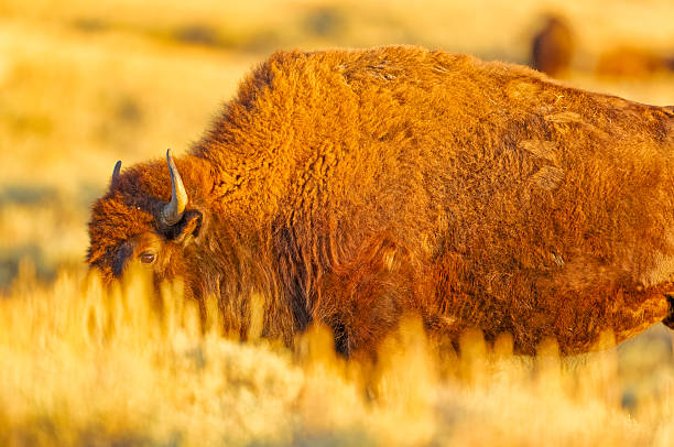 Bison in Yellowstone National Park