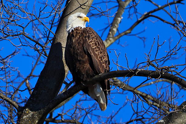 istock Bald Eagle perched on a branch looking to its left bathed in sunlight 2226518629