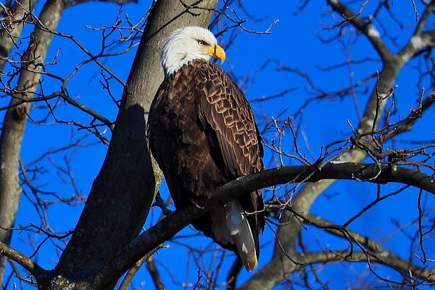 istock Bald Eagle perched on a branch looking to its left bathed in sun. 2226518644