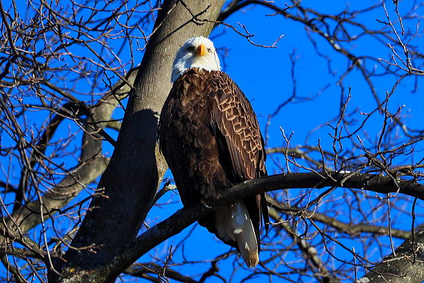 istock Bald Eagle perched on a branch looking towards camera bathed in sunlight 2226518647