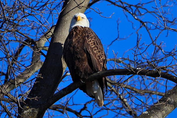 istock Bald Eagle perched on a branch looking towards camera bathed in sunlight 2226518650