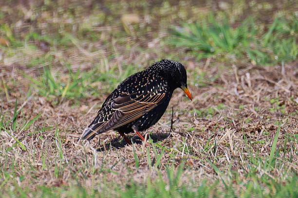 istock European Starling looking at the ground 2226518815