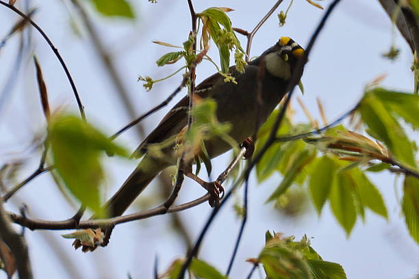 istock White throated sparrow perched on a branch looking at camera 2226519062