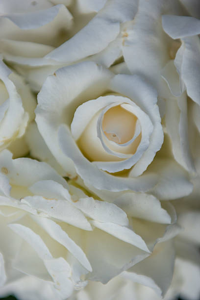 color-arranged rose petals background.