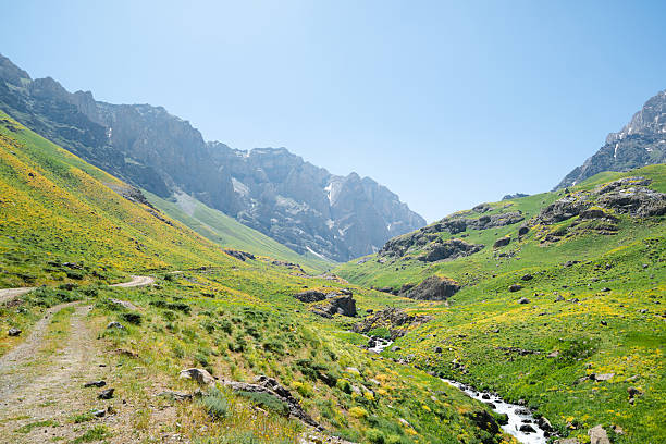 Summer flowers meadow and green valley landscape, Dinaric Alps in Durmitor National Park, natural beauty in Montenegro. Explore the Balkans, travel Europe.
