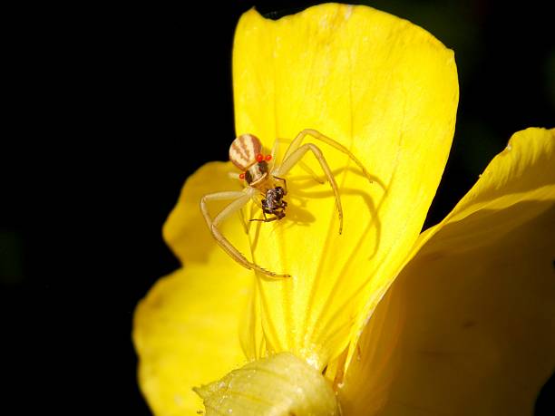 istock the little spider caught the prey 2226520311