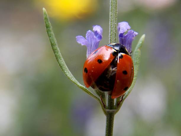Extremely close of blue purple flowering plants in garden