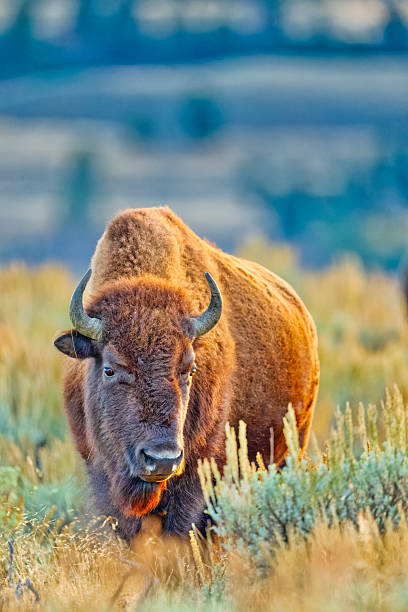 istock Yellowstone National Park in Wyoming 2226520836