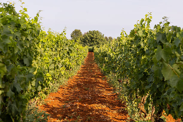 Rows of vibrant grapevines in a vineyard extend into the distance, highlighting the effects of climate change on future grape harvests and farming practices