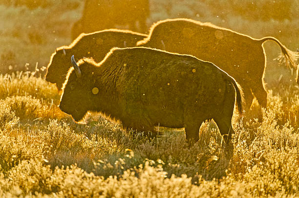 istock Yellowstone National Park in Wyoming 2226520964