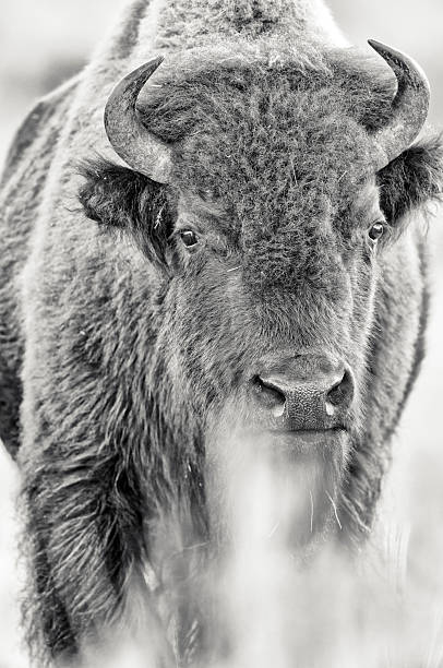 istock Yellowstone National Park in Wyoming 2226520976