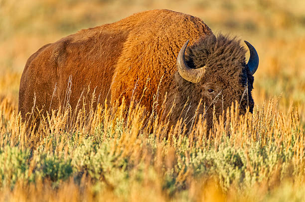 Bison in Yellowstone National Park