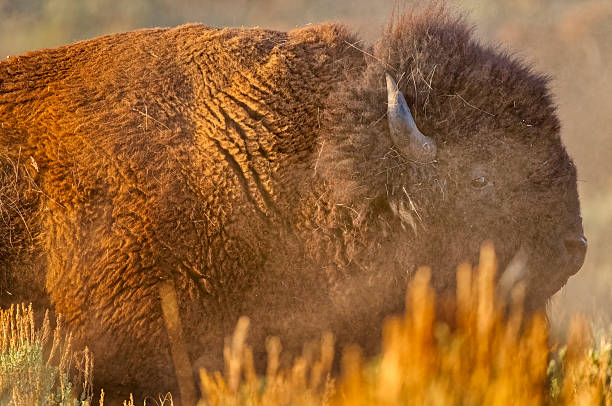 Bison in Yellowstone National Park