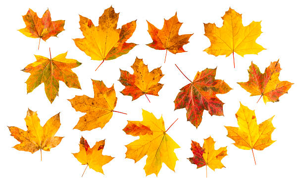 istock Colorful autumn leaves on white background 2226523339