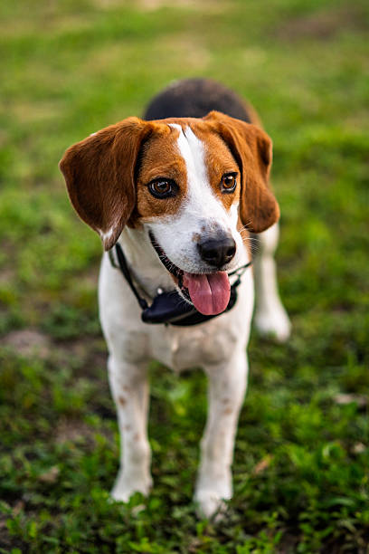 istock Happy Beagle in Green Grass 2226524936