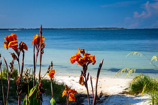 The image captures a vibrant coastal scene with vivid orange flowers and tall green grasses in the foreground, set against the backdrop of a serene beach and clear blue waters. The sand is white, leading into shallow, turquoise water that gradually deepens to a richer blue further out. A faint landmass is visible on the distant horizon under a bright, clear sky. The overall impression is one of a beautiful, warm summer day by the sea.. High quality photo