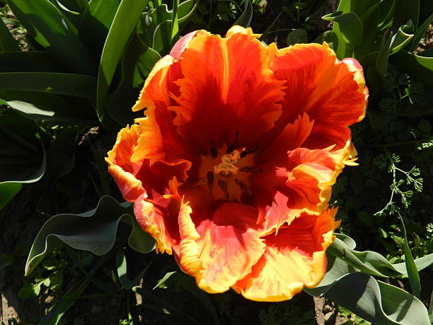 istock Fiery red and yellow tulip in spring bloom 2226526162