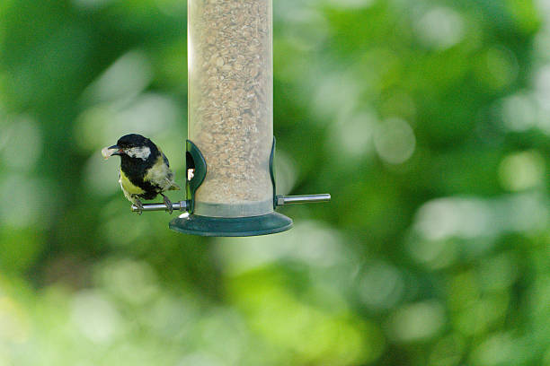 great tit (Parus major) eating seeds from a feeder. seasonal bird feeding