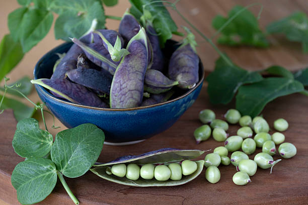 Mature mung bean or green bean are ready to be harvested