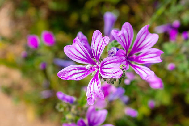 Purple mallow flowers in sharp focus with delicate stripes, standing out beautifully against a soft, green background in a wildflower meadow.