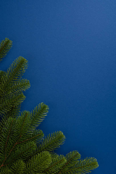 Green vertical pine tree branches positioned on a blue background, suitable for holiday themes