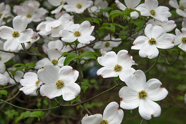 istock Dogwood tree in full bloom- Howard County, Indiana 2226539361