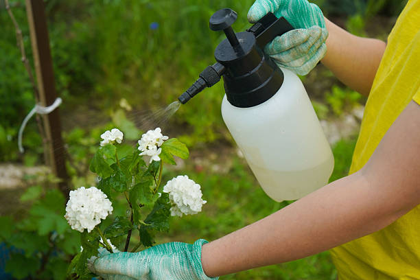 istock In a colorful garden setting, an individual sprays a protective solution, with close-up viburnum leaves showing harm. 2226541197