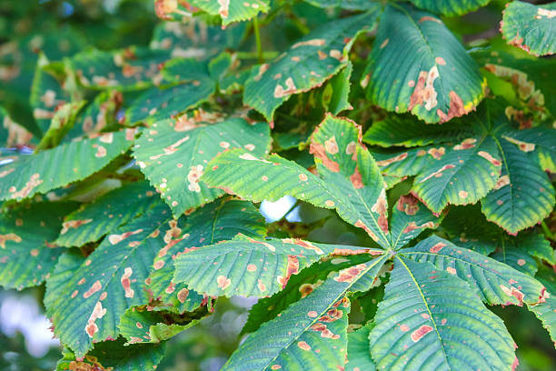 istock Lush green plant foliage with broad leaves creating dense natural vegetation pattern in outdoor setting 2226541520