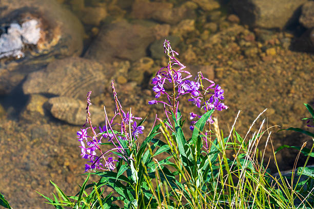 Sprague Lake in the early Morning in Rocky Mountain national Park