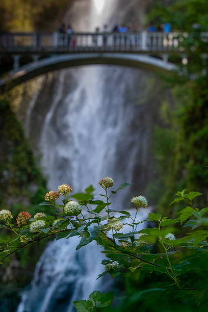 Foreground wildflowers blur into a dreamy scene of Multnomah Falls and Benson Bridge in the background, blending nature’s softness and grandeur in Oregon.