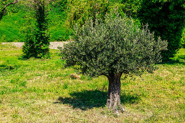 Young olive tree in lush green meadow with dense foliage and bright sunlight.