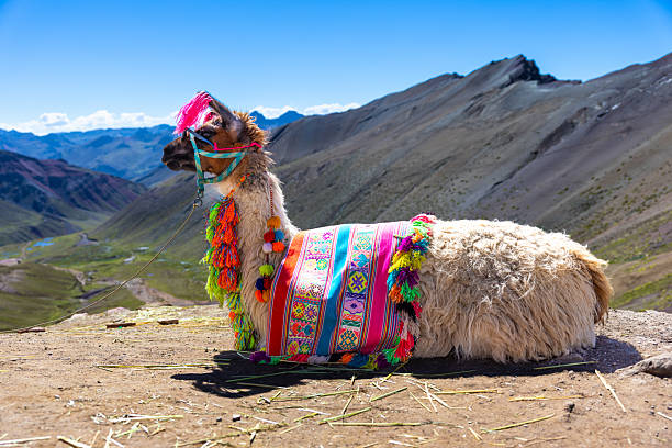 istock Traditionally Decorated Llama Resting in the Peruvian Andes at High Altitude 2226544412