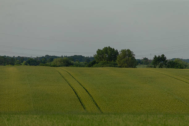 A lush green field extends into the distance, dotted with trees in the background, under a dramatic, cloudy sky overhead
