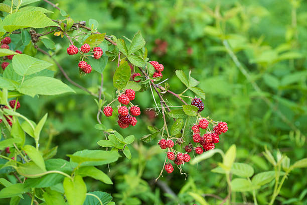 Wild berry at Peace Valley Park, Doylestown, Pennsylvania, USA
