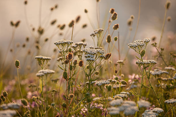 Atmospheric field scene featuring multiple stems of white yarrow in full bloom, illuminated by low golden hour sunlight that outlines each umbel of tiny composite flowers. The creamy heads rise from fine, fernlike leaves and slender green stalks, surrounded by softly outoffocus grasses, seed heads and wildflowers that paint a pastel tapestry of summer meadow life. The selective focus technique directs the viewer's attention to botanic detail, while the diffused background suggests openness and tranquility. This photograph offers a versatile visual asset for topics related to medicinal herbs, pollinator gardens, rural biodiversity, sustainable agriculture or aromatic plants used in traditional herbalism. Generous copy space allows designers to integrate text for wellness branding, ecotourism promotions or educational posters on native flora.