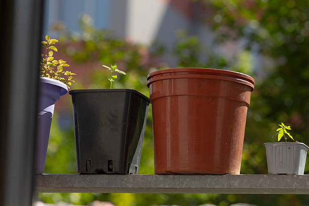 There are three potted plants sitting together on a shelf outside, enjoying the sunlight and fresh air. Their colors are vibrant