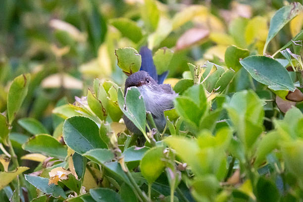 A Superb Fairy-wren (Malurus cyaneus) perched atop a sunlit green shrub, alert and agile as it searches for tiny insects to eat.