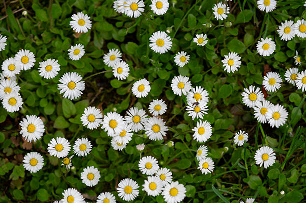 Top-down view of a field of white daisy flowers with yellow centers scattered across fresh green grass. The cheerful blossoms and natural arrangement evoke a sense of joy, purity, and the simple beauty of springtime.